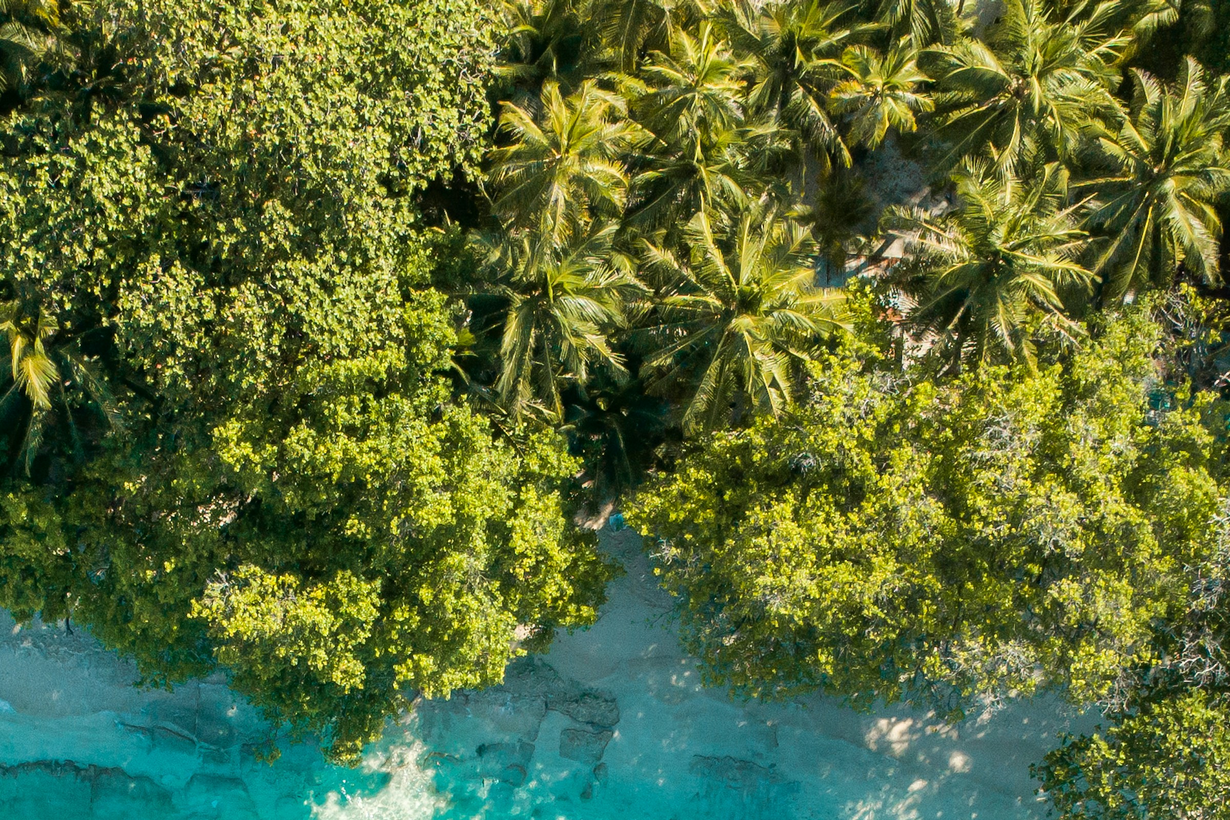 An aerial view of lush island greenery meeting turquoise water