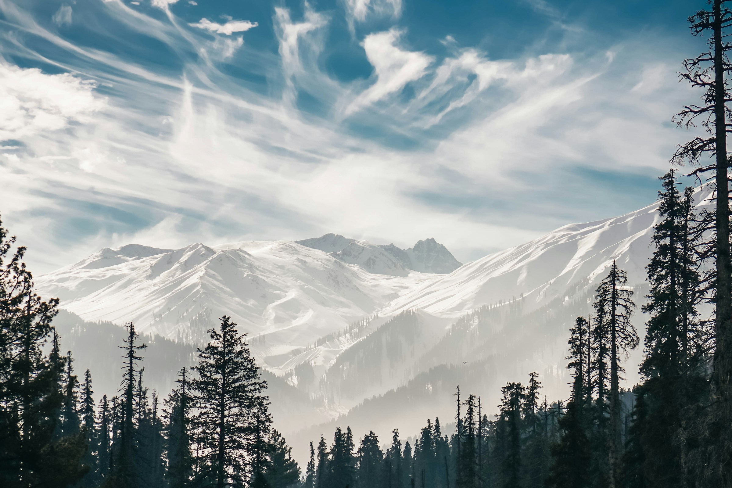 Snowy mountain peaks above a hillside of pine trees