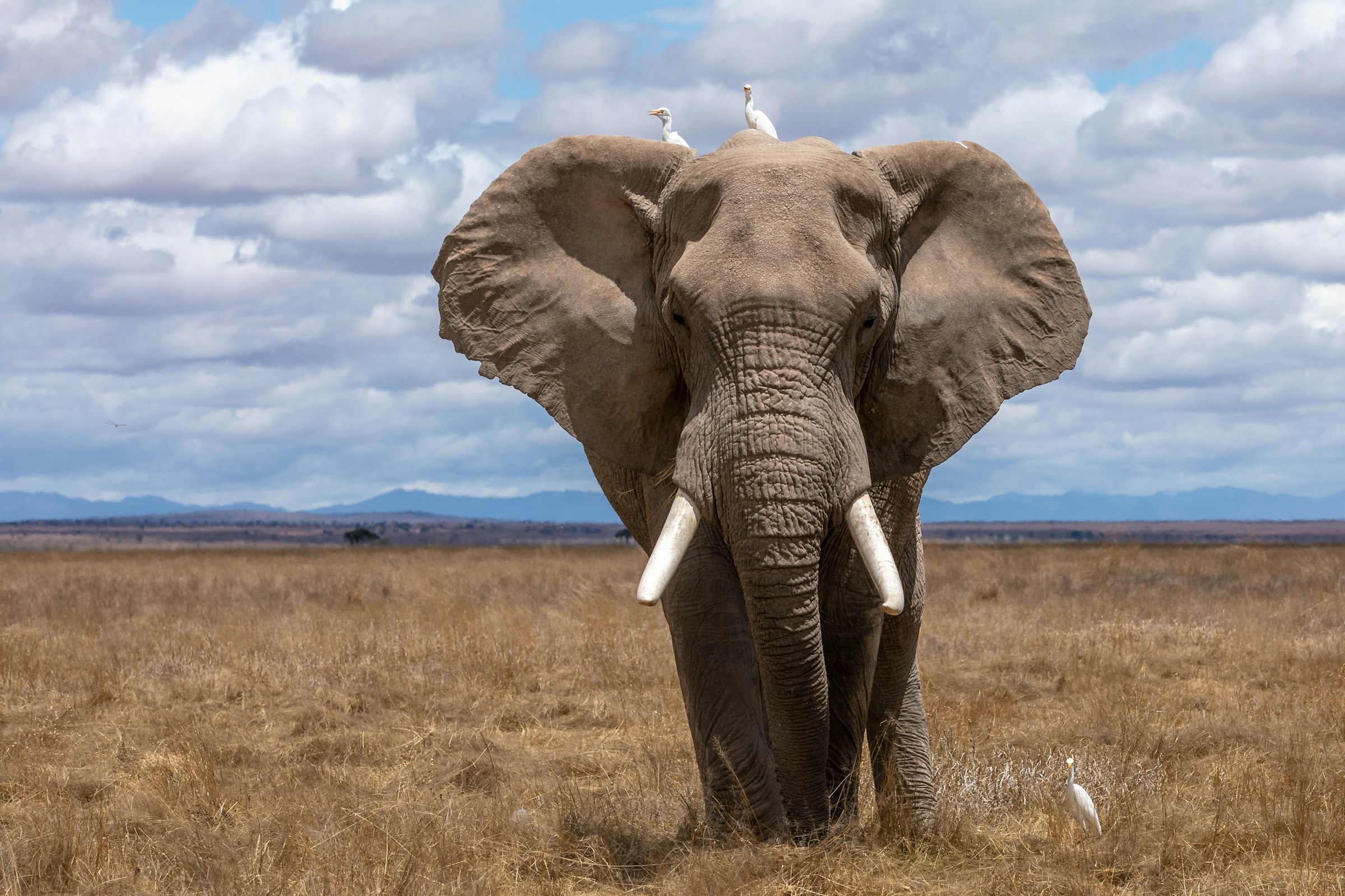 An elephant standing in open grassland beneath a cloudy sky