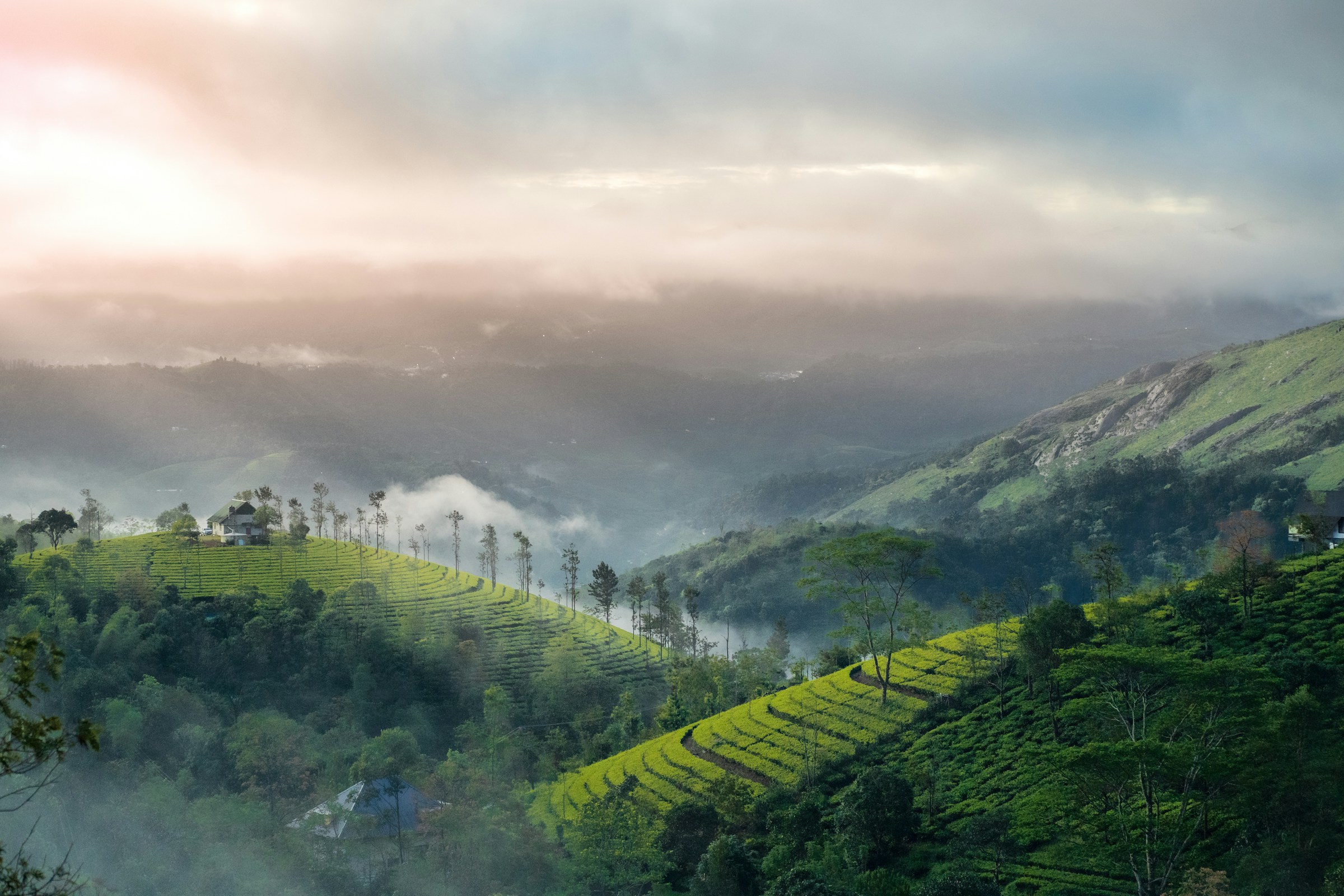 Misty hills and tea plantations in Kerala