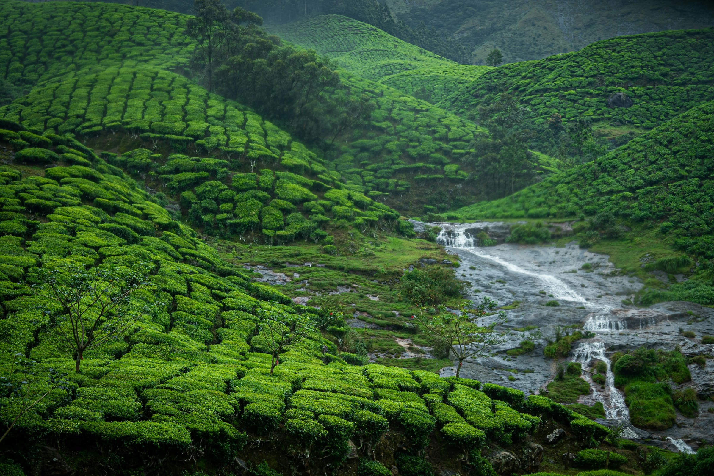 A stream running through Munnar's green tea plantations