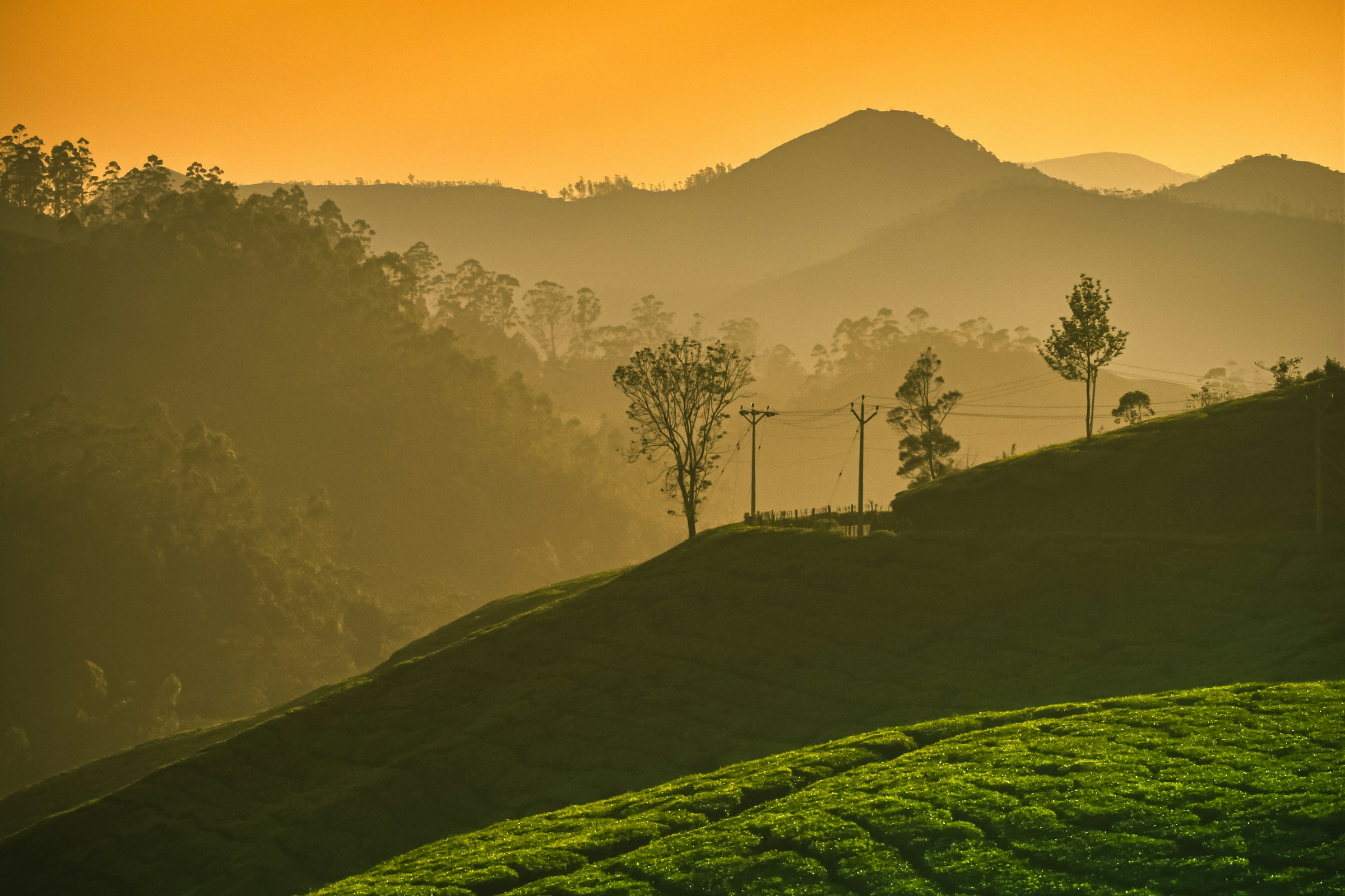 Golden morning light falling across tea-covered hills
