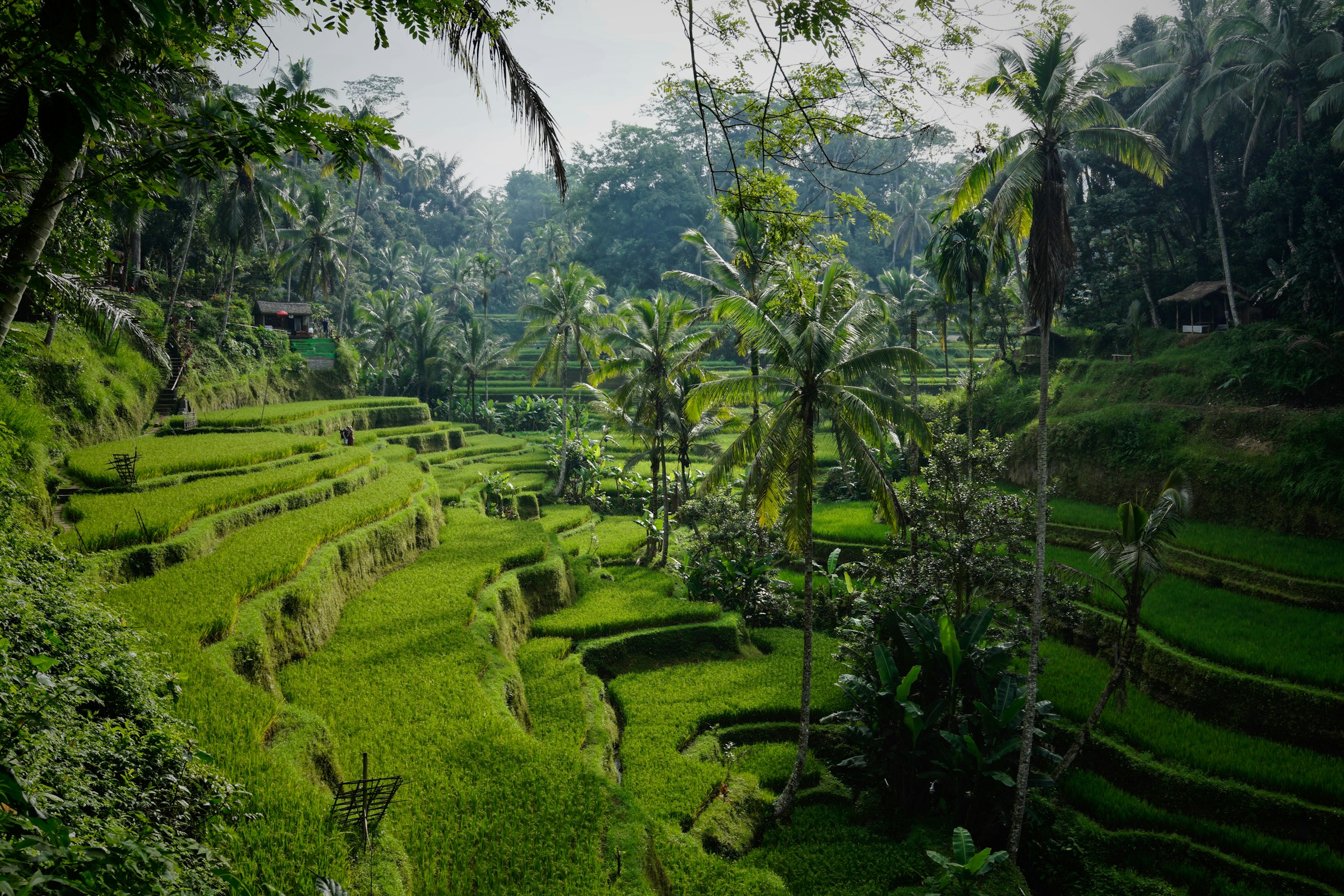 Lush rice terraces and palm trees in Bali